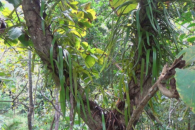 Dlium Rubyung (Pyrrosia longifolia)