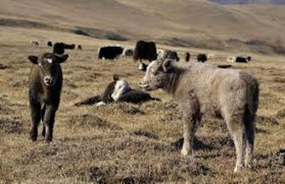 Jeunes yaks Une épopée dans les contrées d’Asie