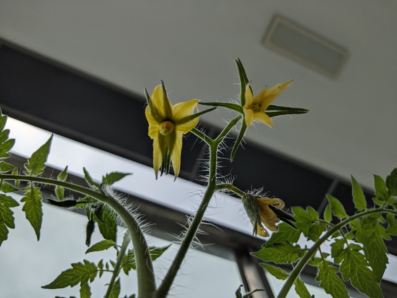 How Can I Make Sure the Tomato Flowers Get Pollinated? The Balcony Farmer