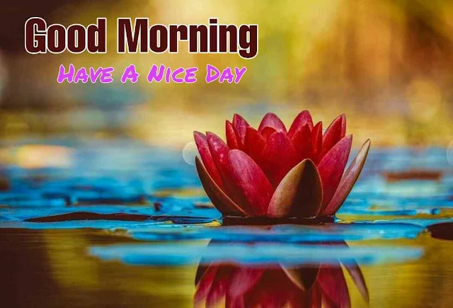 Good morning flower images free download hd