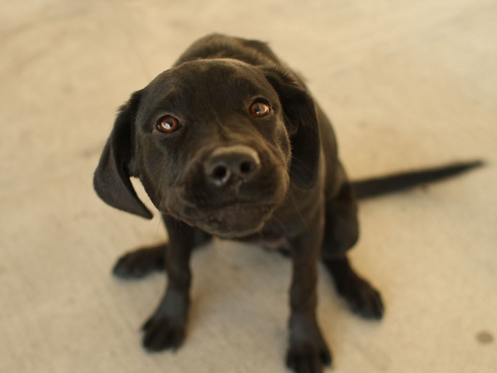 Chloe Black Labrador Retriever mix