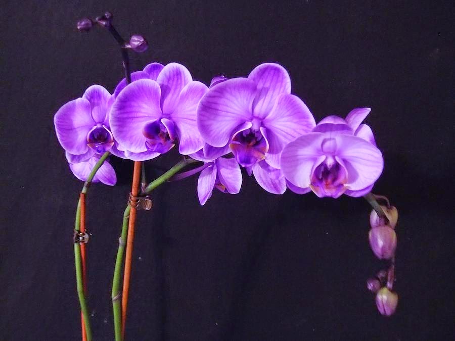 Amethyst lilac amethyst orchid cindy micklos