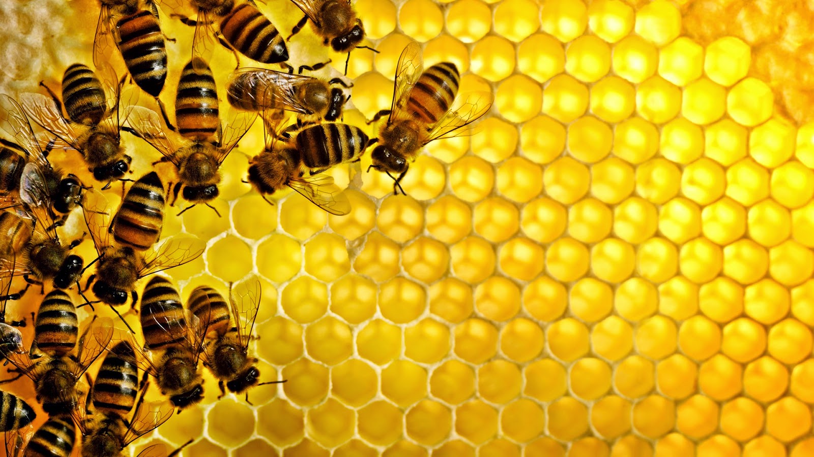 نتيجة بحث الصور عن العسل