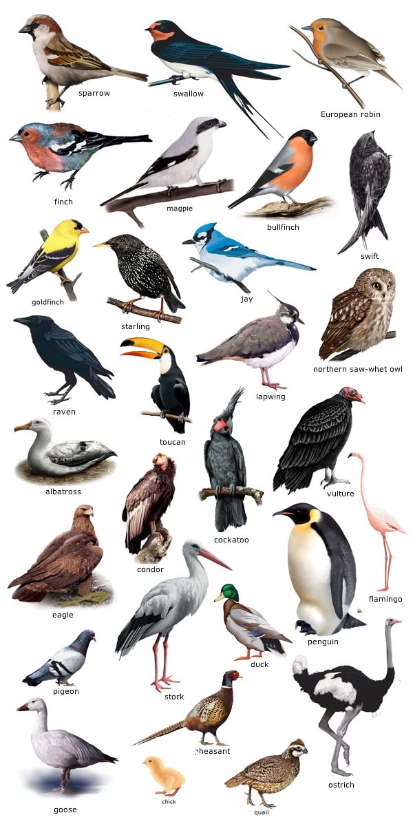 Откуда название птиц. Название птиц. Картинки птиц с названиями. Птицы России с названиями. Разнообразные птицы и их названия.