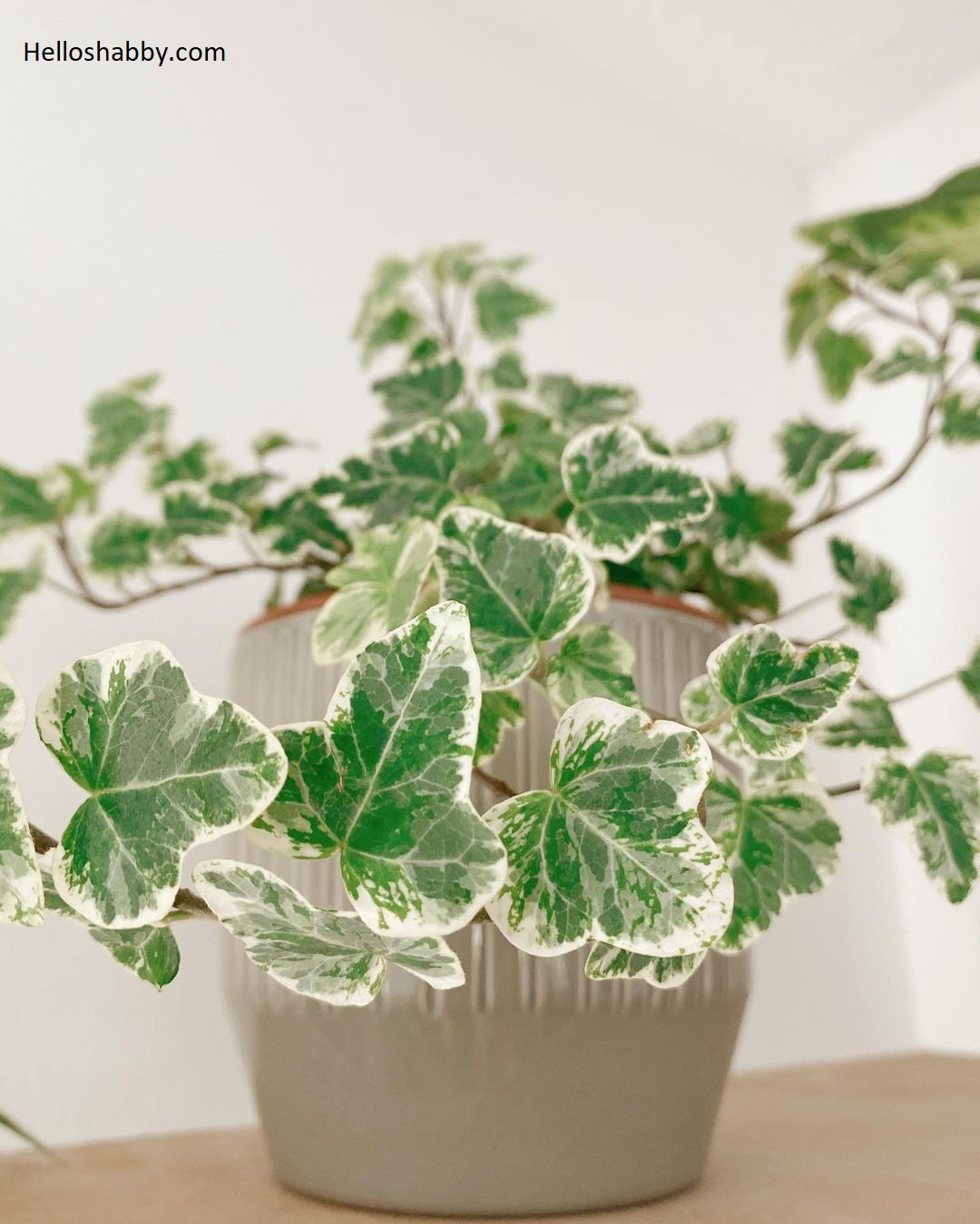 7 Low Maintenance Indoor Plant Names With Pictures
