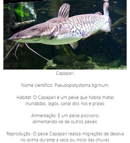 Peixe Capapari Peixe-Capapari