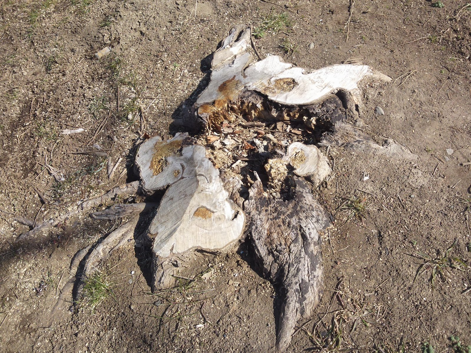 北篠崎道路拡張工事！？