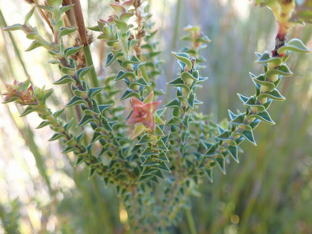 Penaea cneorum Penaea cneorum