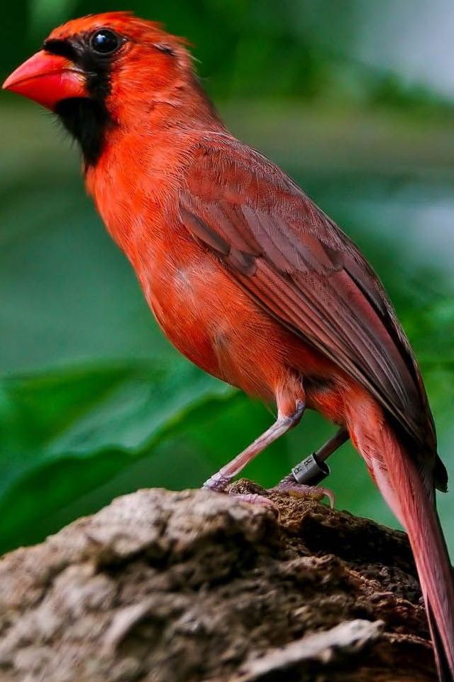 HD Red Birds Wallpapers for iPhone 4