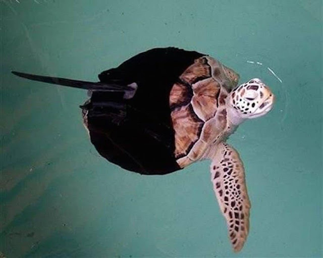 Зеленая морская черепаха Эллисон