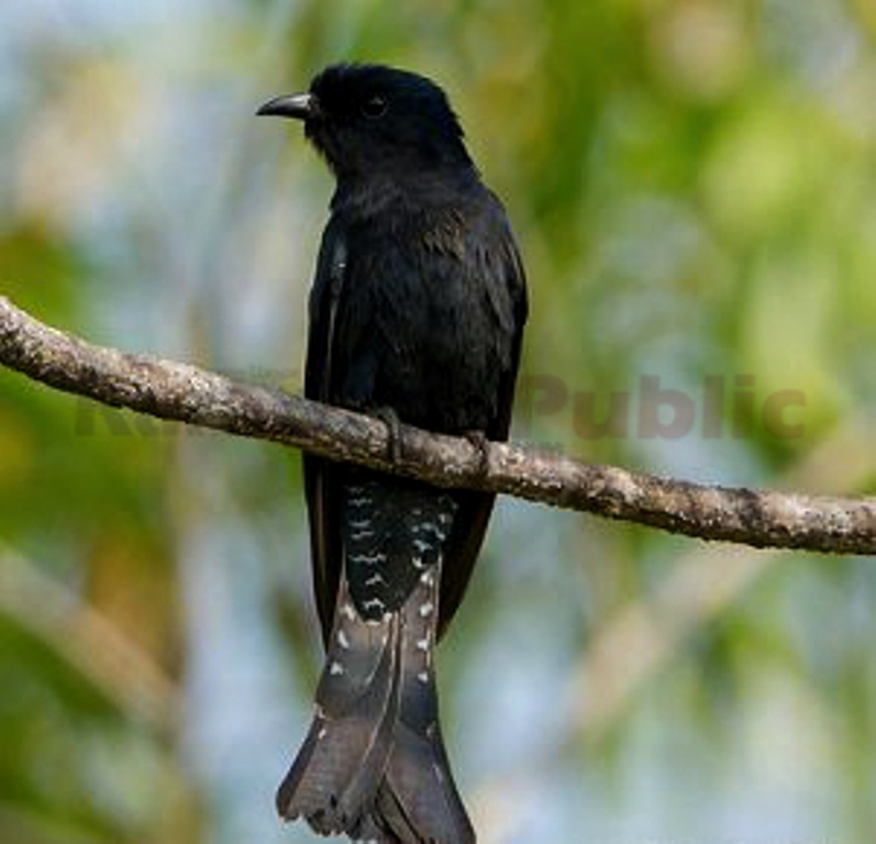 Karawang Publik Ketika Burung Ini Cung Cuing Berkicau Benarkah