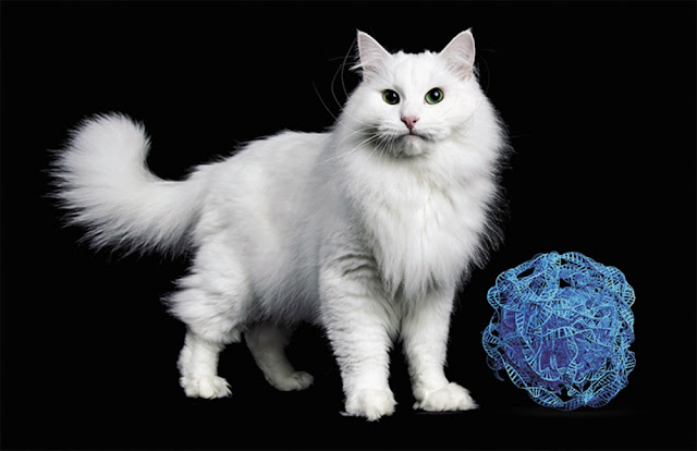 Полностью белые кошки появились позже, когда от ретровируса остался лишь небольшой фрагмент. © seregraff