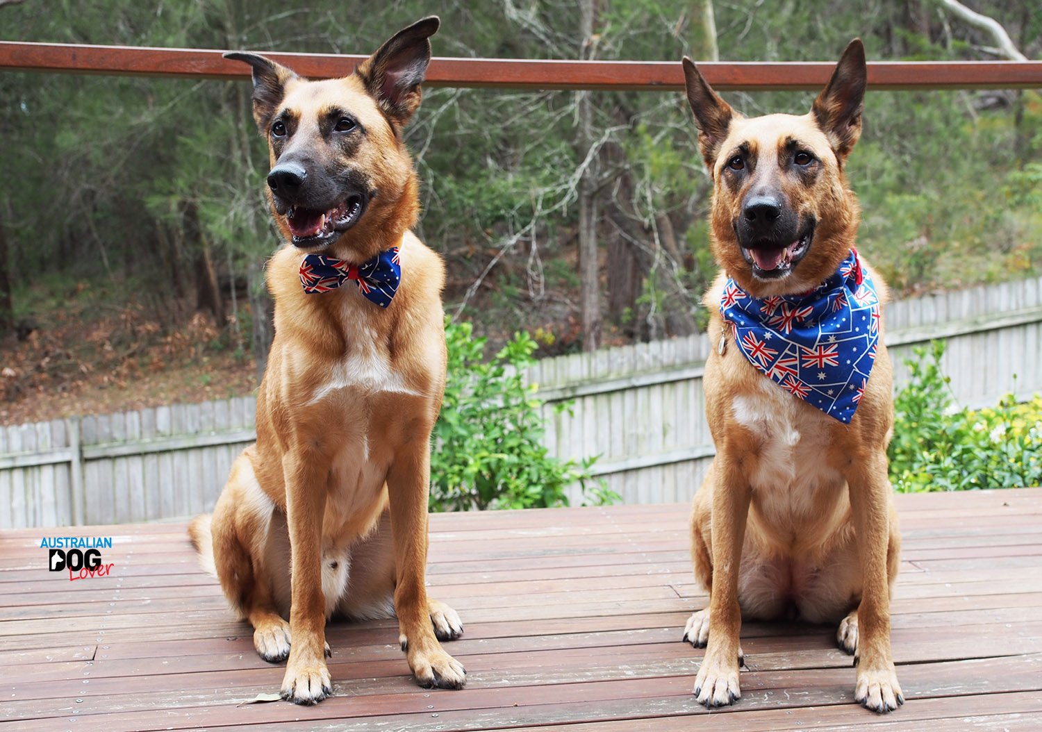 dog sunscreen petstock