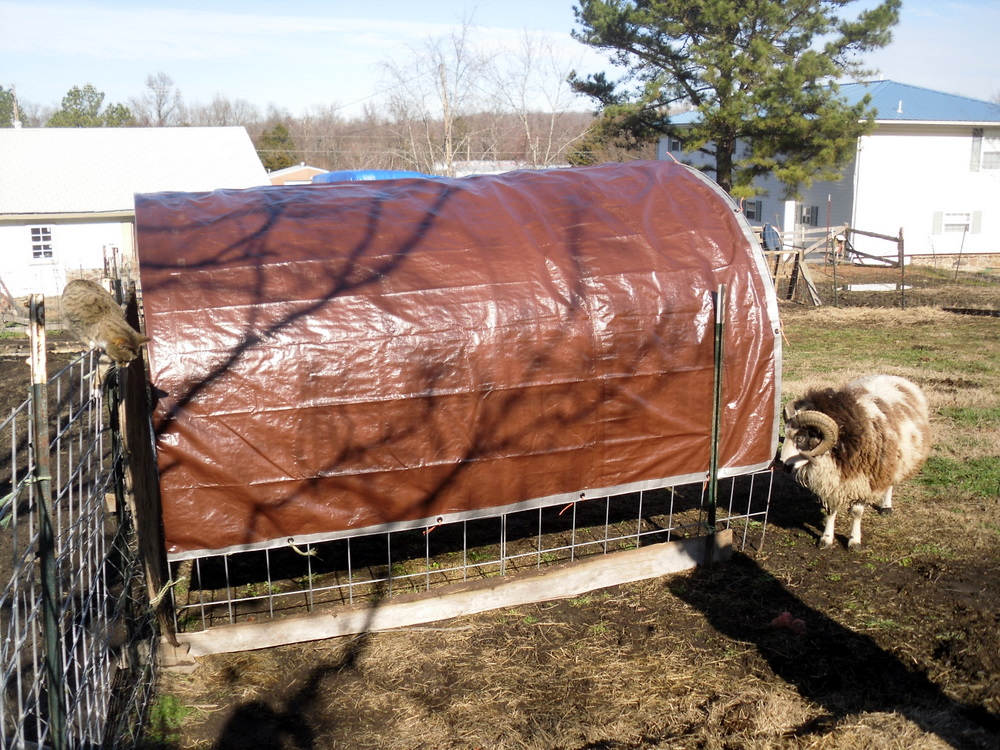 Spinning Dreams and Weaving Yarns Hoop houses for sheep shelters
