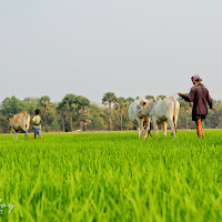 Take the cows home before sunset