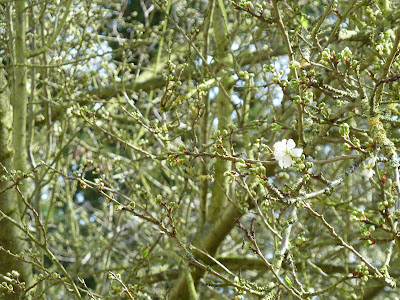Buds and first plum blossom 25 Mar 2012