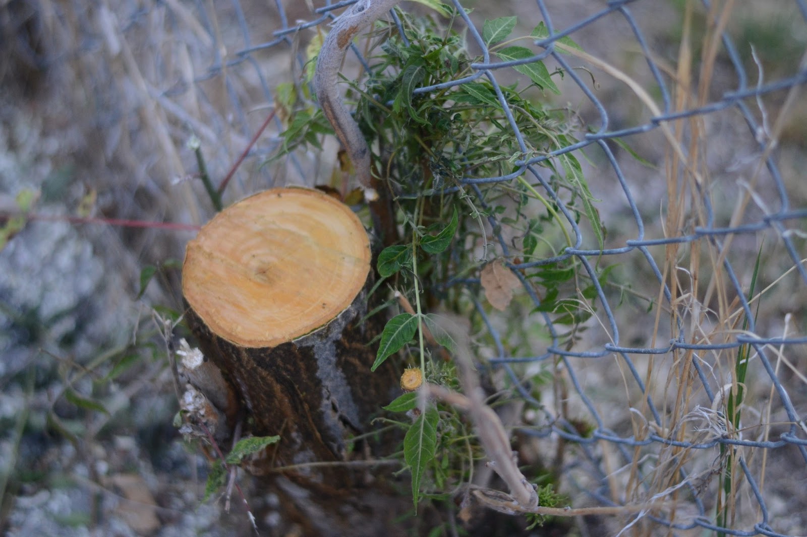 Landscape Design Poisoning an Unwanted Tree