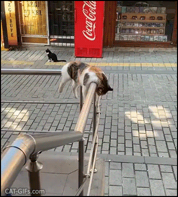 Funny Cat GIF • Cat sitting like human discovering his huge tail and sniffing it Funny Cat GIF • Cat sitting like human discovering his huge tail and sniffing it