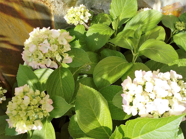 Hortensia (Hydrangea macrophylla (Thunb.) Ser.).