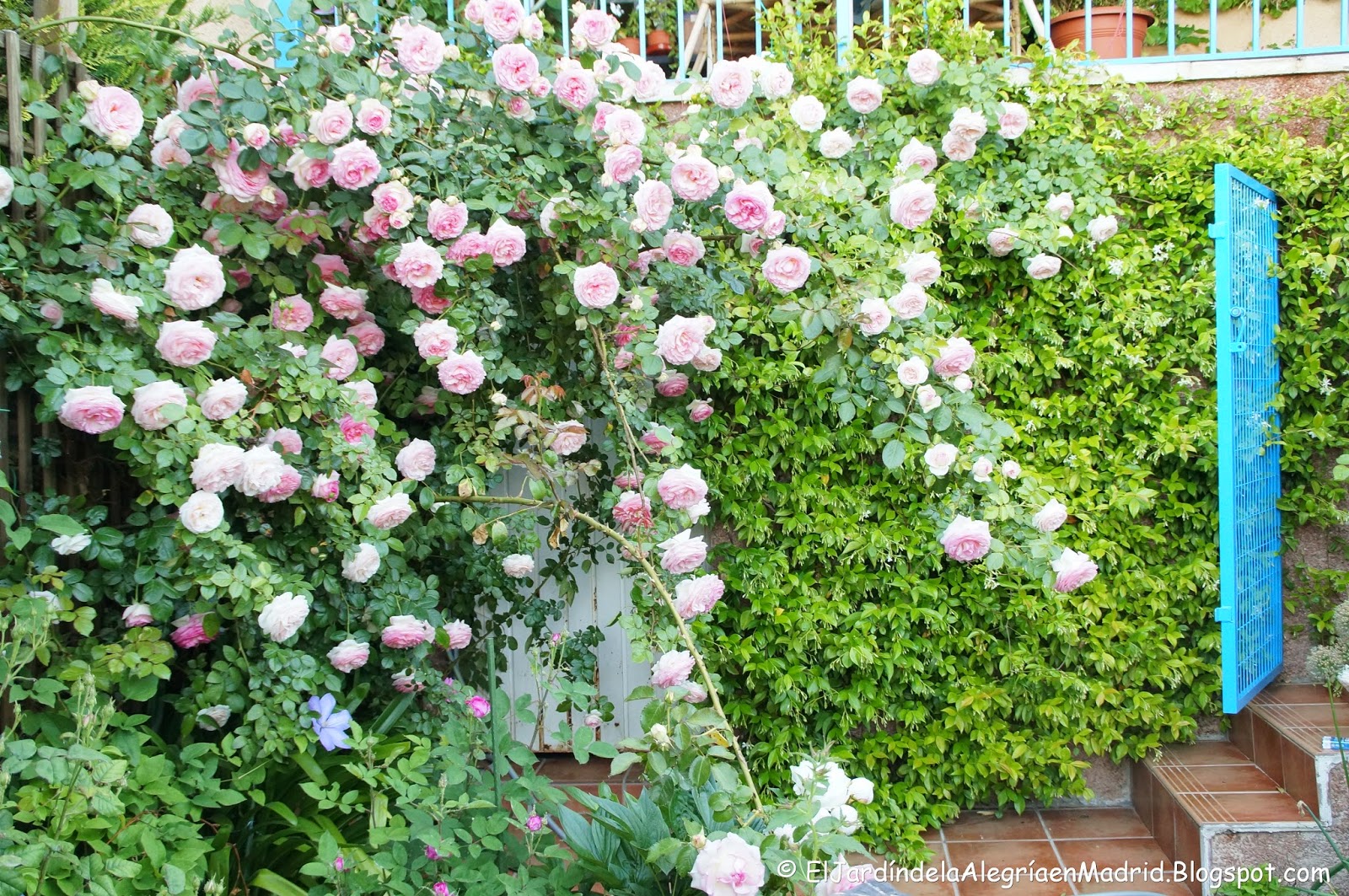 El jardín la : Rosal Pierre de Ronsard (II) Un gran rosal