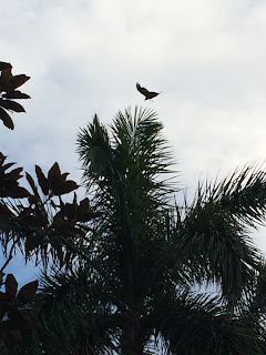 Free Bird