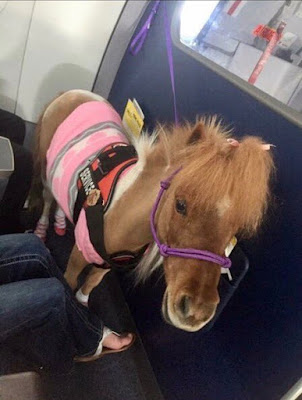 Dangers of Emotional support Animals in aircraft cabins.