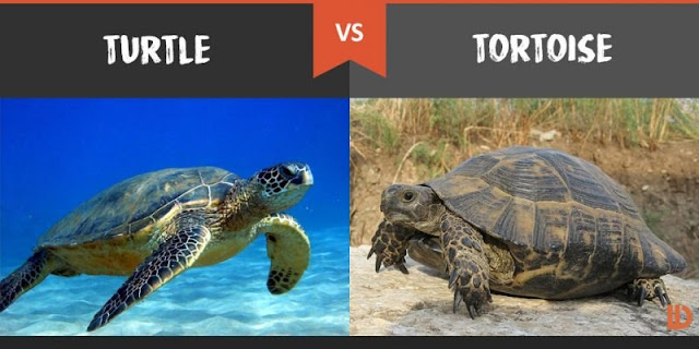 smartsvn vs tortoise