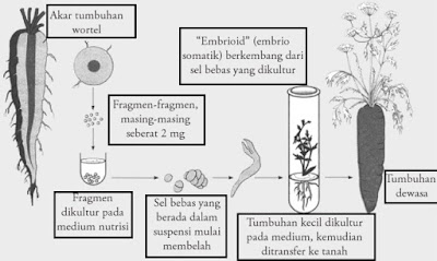 Sifat totipotensi merupakan kemampuan sel-sel tumbuhan untuk