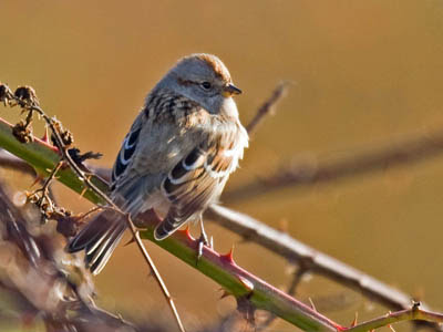 Photo of American Tree Sparrow in blackberry bramble Photo of American Tree Sparrow in blackberry bramble