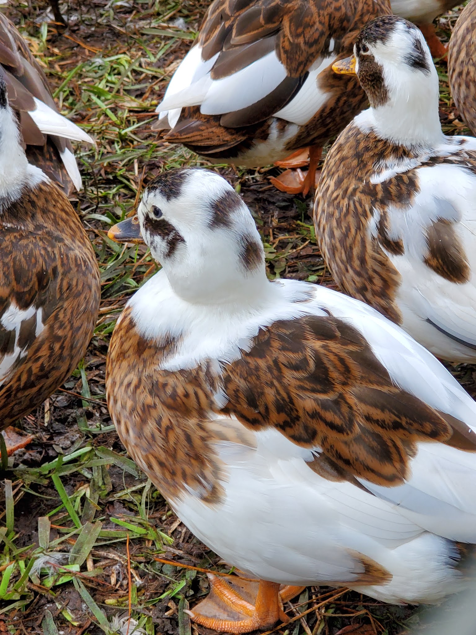 Blue Sky Country Farm Penciled Call Duck