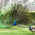 Peacocks