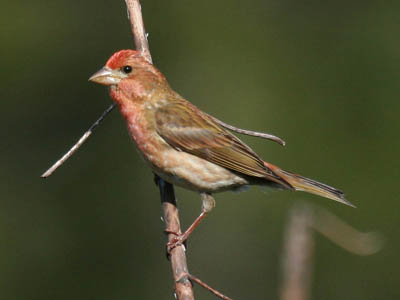 What do House Finches look like? - What birds are in my backyard?