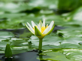 Worship that pleases God - white water lily and lily pads