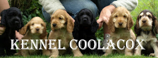 Kennel Coolacox