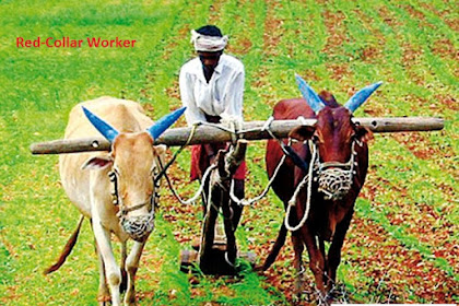 Types of different collar workers  clothes and Design- Geography for You