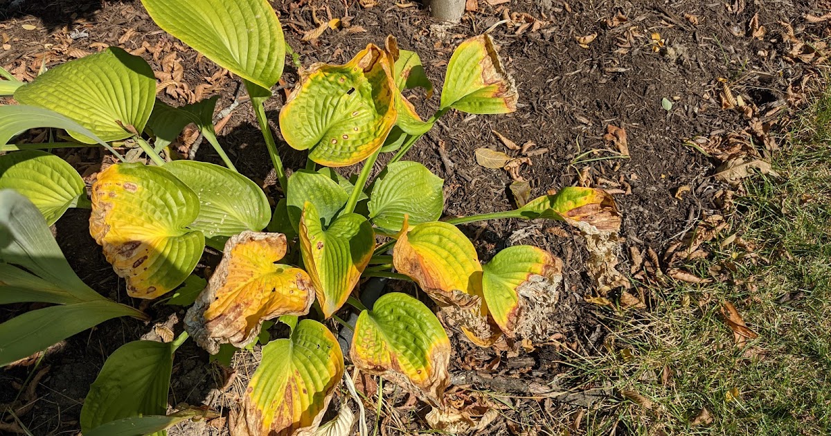 Delayed Hosta Spring Frost Damage Showing Up In The Fall 2020