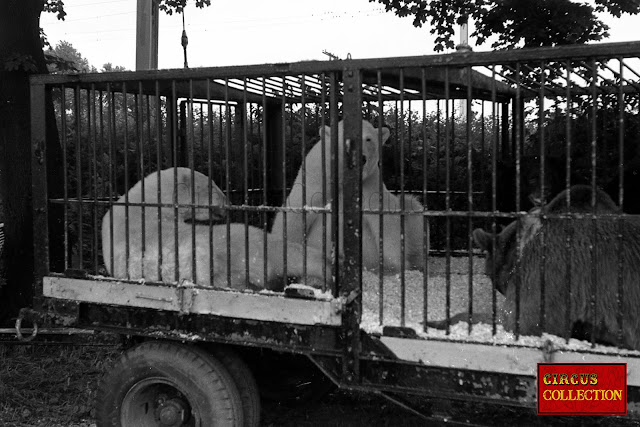 Cage avec des ours polaires et ours brun