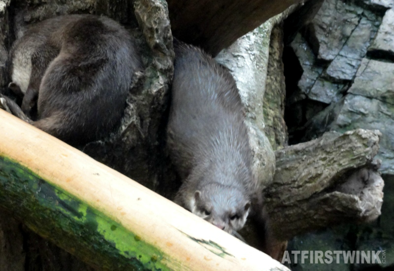 Osaka Aquarium Kaiyukan Asian small clawed otter
