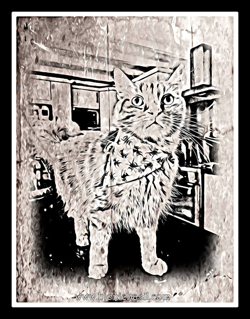 Fudge's Bee-ing Fabulous Selfie ©BionicBasil® Caturday Art