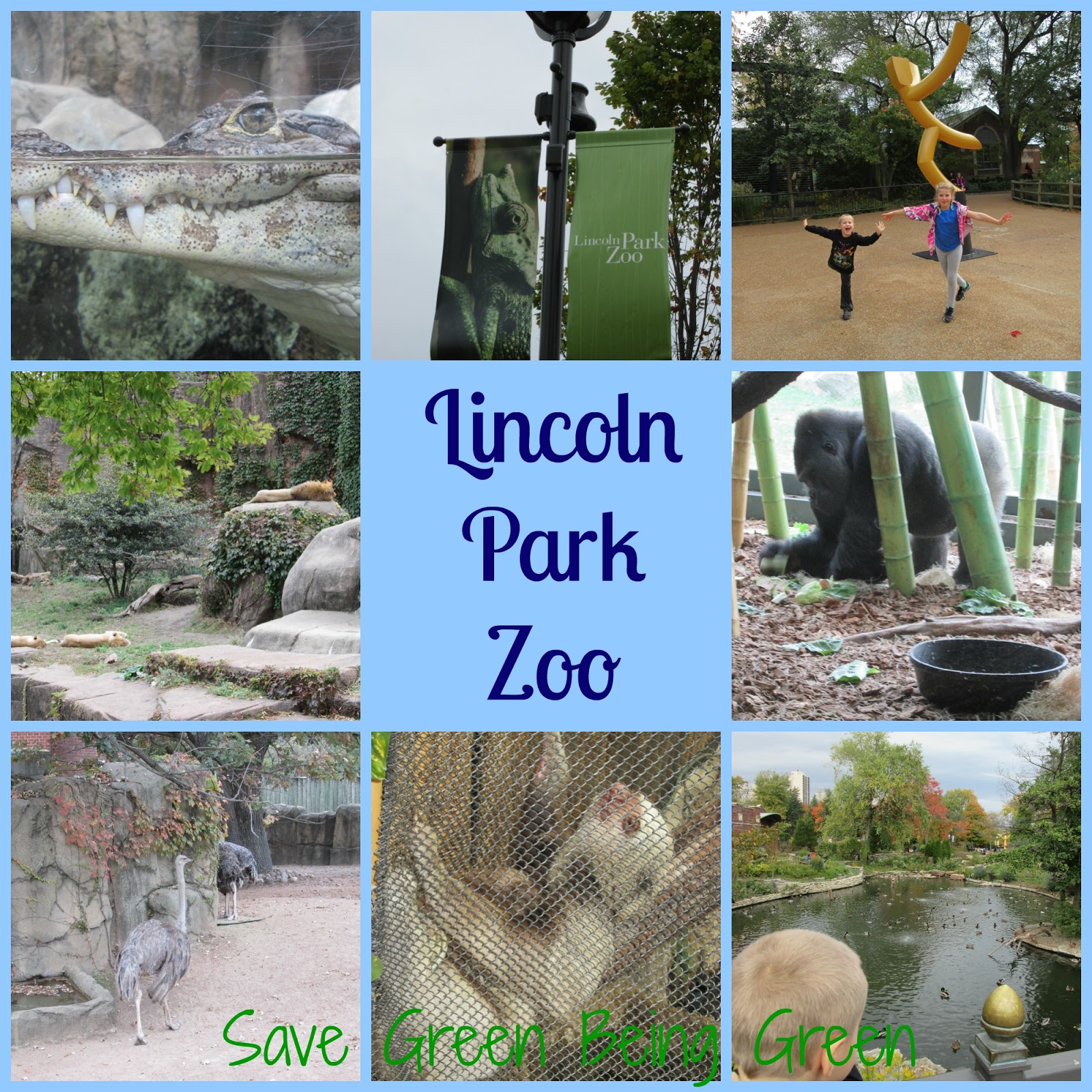Save Green Being Green Wordless Wednesday Lincoln Park Zoo in Chicago