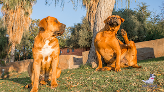 Boerboel