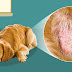 10 Steps To Manage Dog Skin Conditions