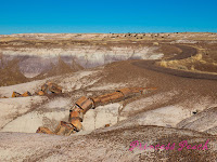 Petrified-Forest-National-Park-石化森林國家公園-Petrified-wood