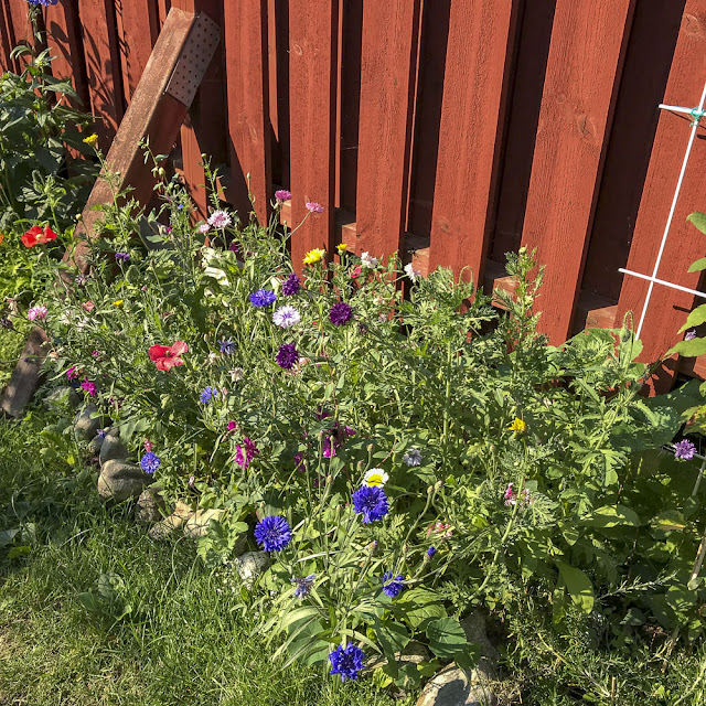 sommarblommor sommarblommor