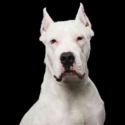 Dogo Argentino