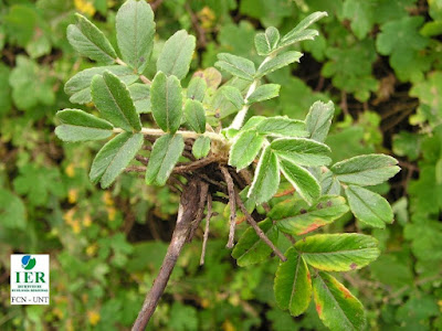 Queñoa (Polylepis hieronymi)