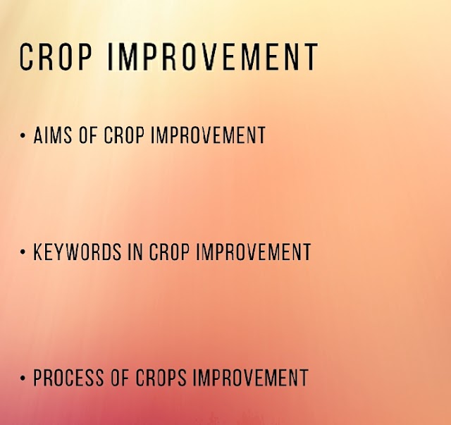 The Best Ways to Improve the Productivity of Crops