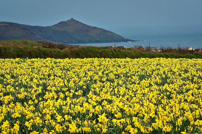 DO DAFFODILS GROW BACK EVERY YEAR? The Garden of Eaden