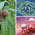 This HERB Proven To Treat 75% Of Tumors And Scientists Confirms Tumors and Cyst Never Grows Back