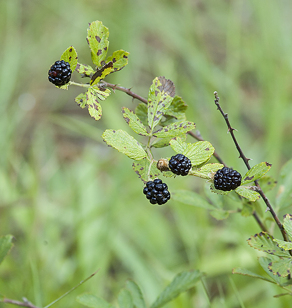 Wednesday's Wildflower Blackberries